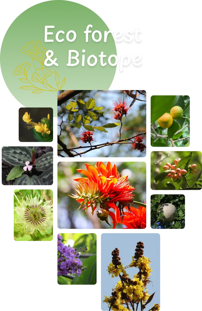 Eco forest & Biotope — ภาพพืชพันธุ์ในป่านิเวศ